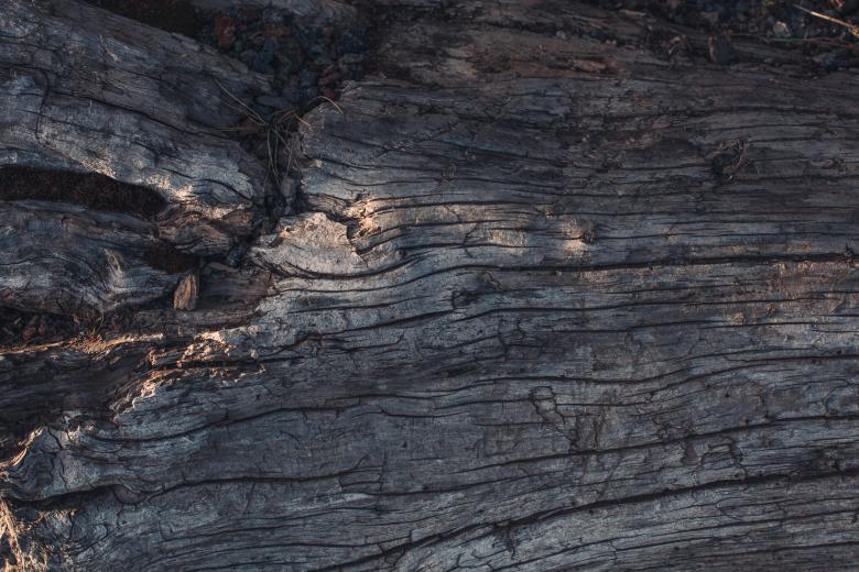 Free stock image of Rotten Wood Texture created by Free Texture Friday