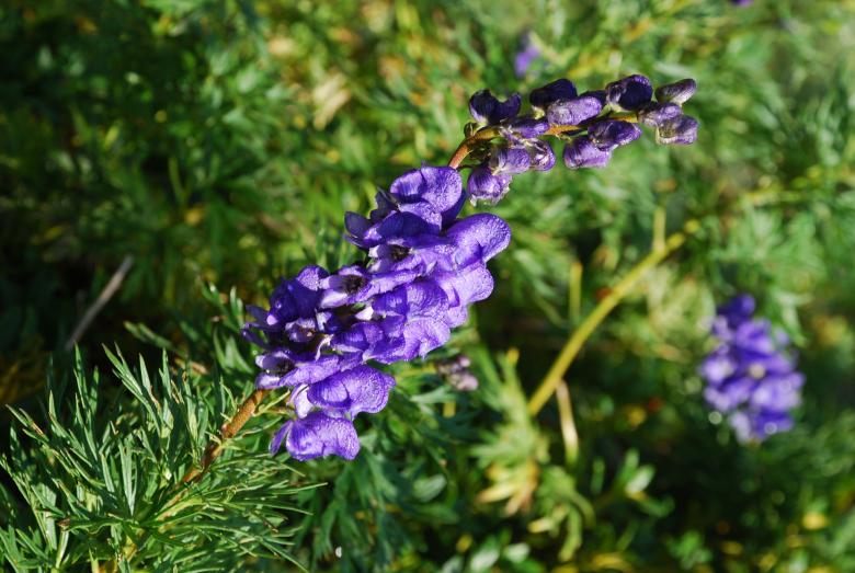 Free stock image of Flowers in the Mountain created by CHRISTIAN HEMBERT