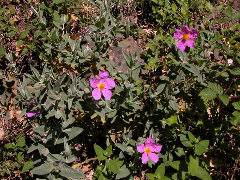 Free stock image of Pink Flowers in the Mountains created by CHRISTIAN HEMBERT