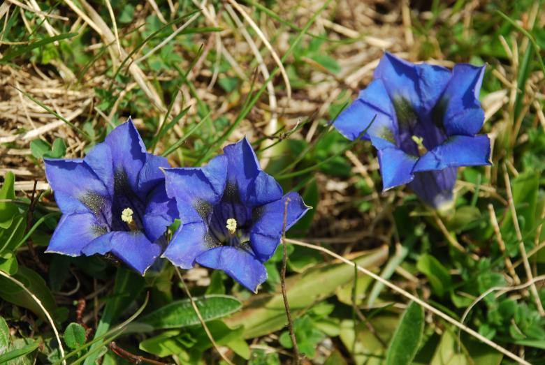 Free stock image of Blue Flowers in the Mountains created by CHRISTIAN HEMBERT