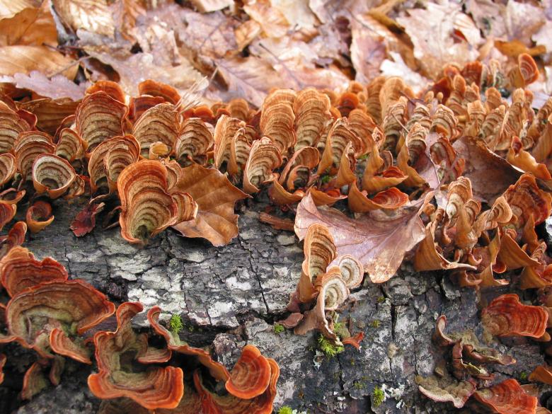 Free stock image of Forest Fungus created by CHRISTIAN HEMBERT