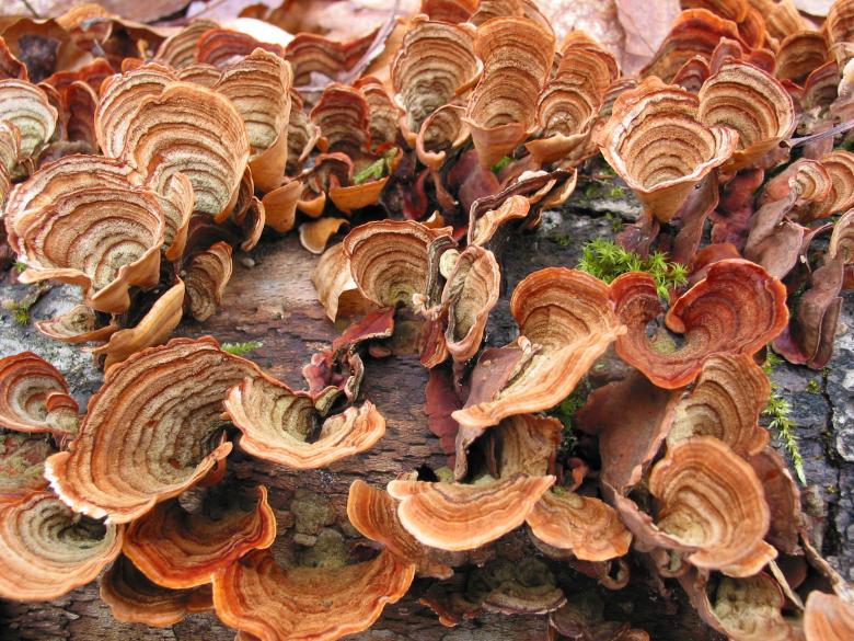 Free stock image of Fungus in the Forest created by CHRISTIAN HEMBERT