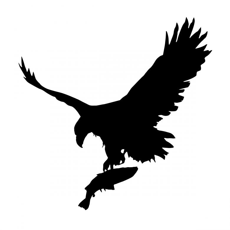 Free stock image of Eagle Fishing created by mohamed hassan