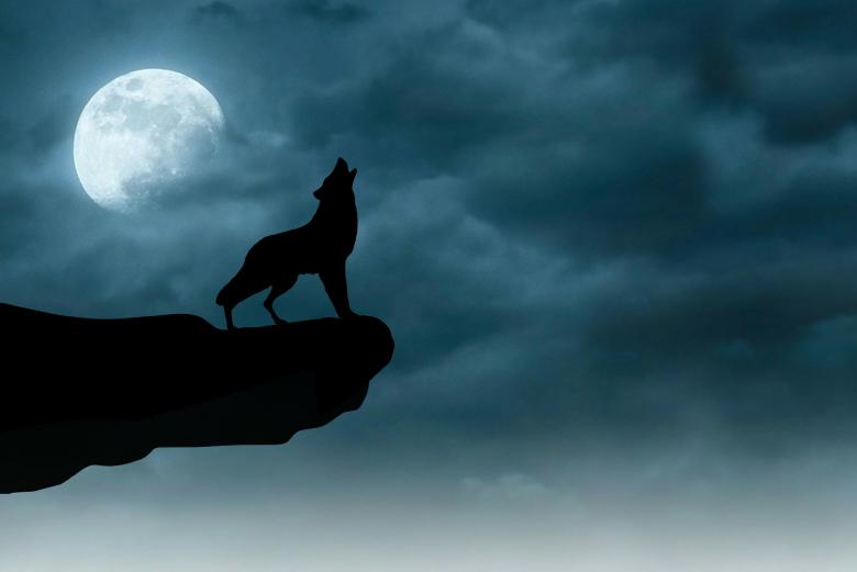 Free stock image of Night Wolf created by mohamed hassan