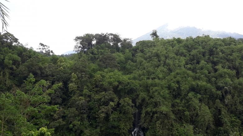 Free stock image of Beautiful pine forest in Indonesia created by bang doel