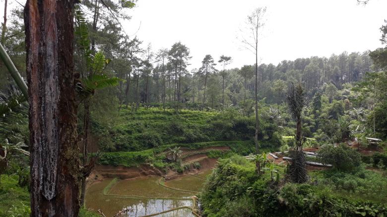 Free stock image of Beautiful pine garden in Indonesia created by bang doel