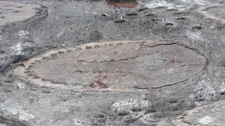 Free stock image of Unique Tree Bark created by bang doel