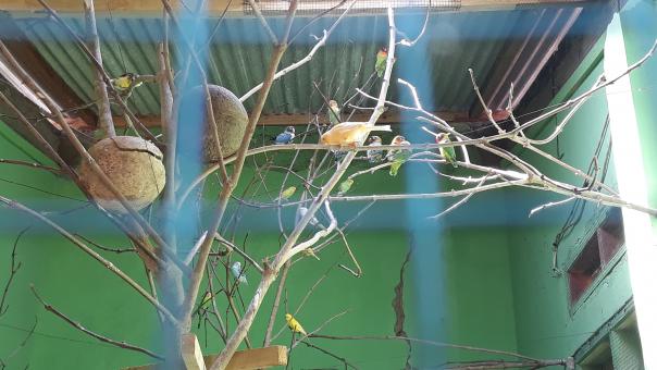 Love Bird Aviary - Free Stock Photo