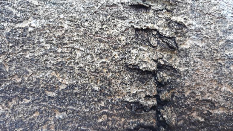 Free stock image of Bark Texture of the Durian Tree created by bang doel