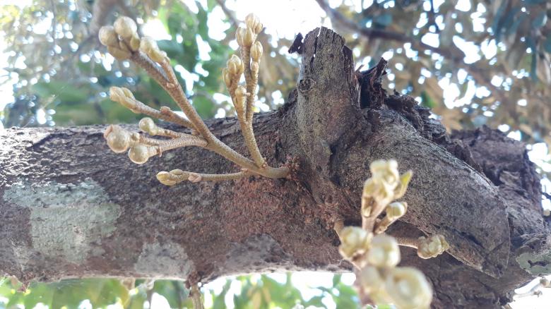 Free stock image of Durian Tree Branch created by bang doel