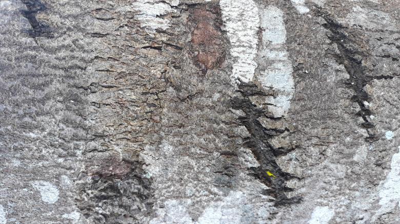 Free stock image of Bark Surface of the Durian Tree created by bang doel