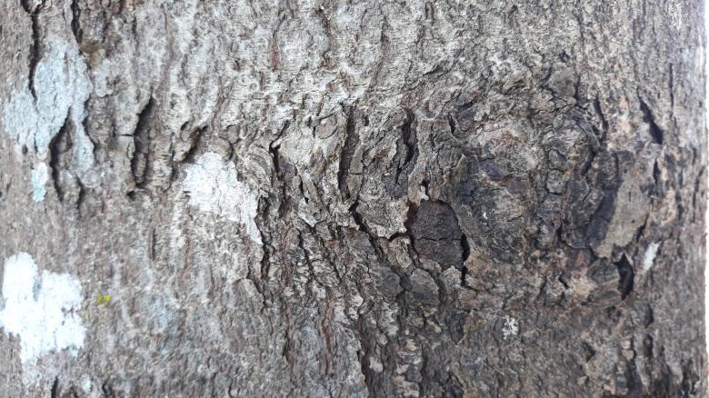 Free stock image of Texture of the Durian Tree created by bang doel