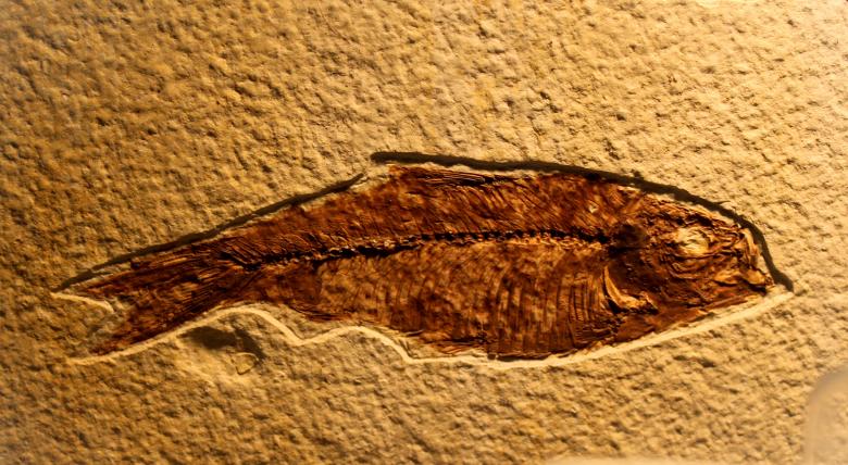 Free stock image of Fossil of Fish created by Jack Moreh