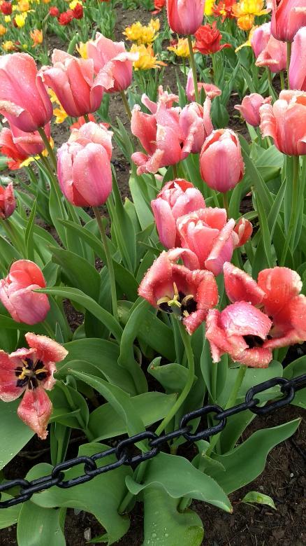 Free stock image of Pink Tulips created by Ramanathan Veerappan