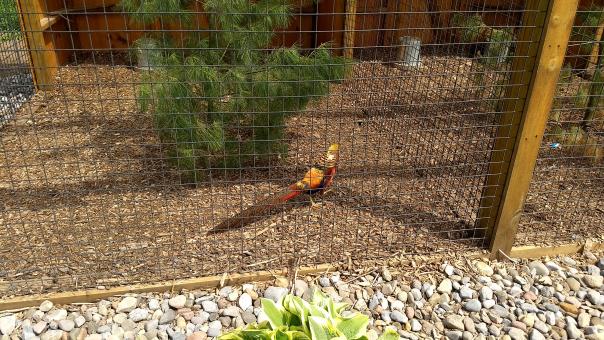 Chittenango Zoo