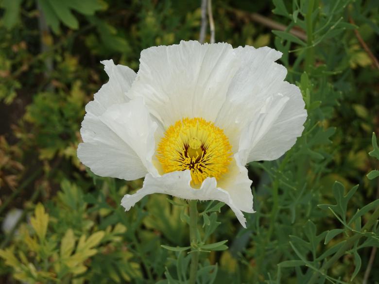 Free stock image of Papaver Nudicale var. alba (for the experts) created by GAIMARD Jacques