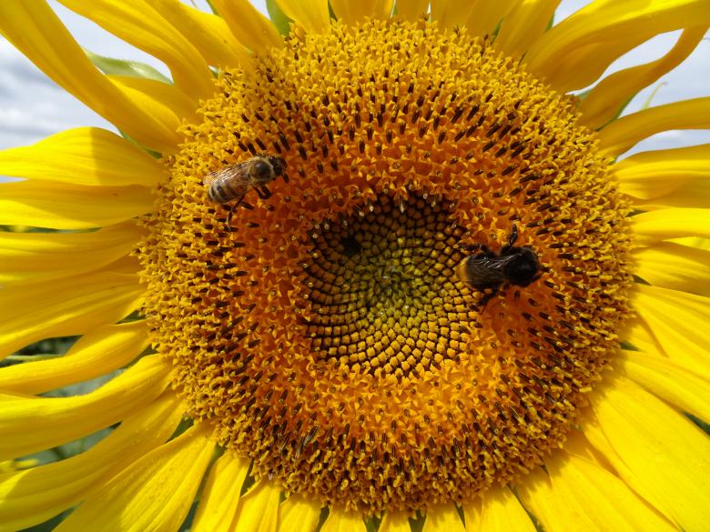 Free stock image of Bees on duty, do not disturb! created by GAIMARD Jacques