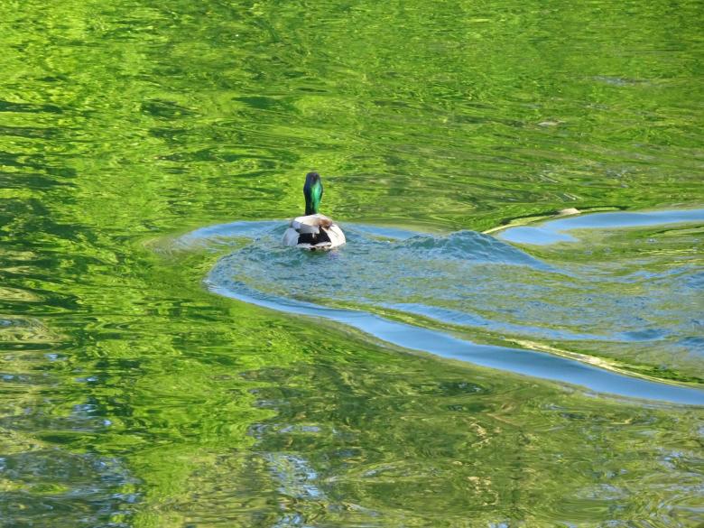 Free stock image of Duck Swimming in Green Waters created by GAIMARD Jacques