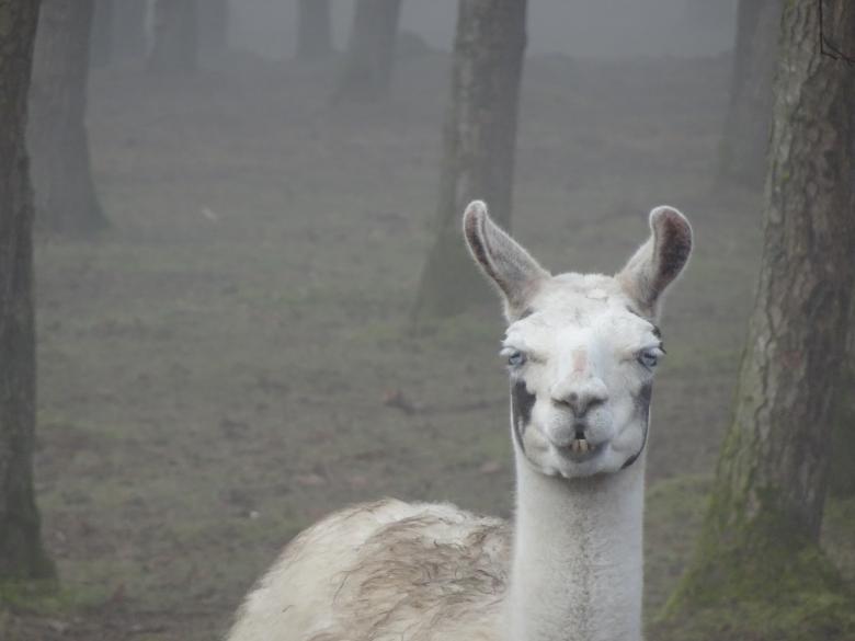 Free stock image of You chee my teech, how beautiful chey are ? created by GAIMARD Jacques