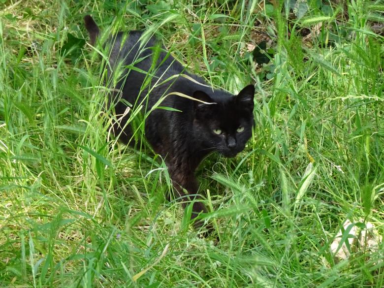 Free stock image of Beware! Patrolling cat! created by GAIMARD Jacques