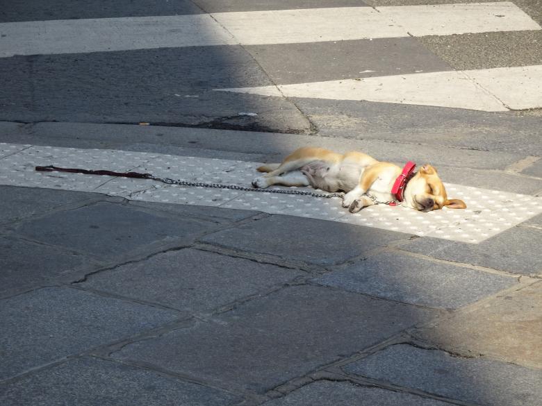 Free stock image of Dead or very tired? created by GAIMARD Jacques