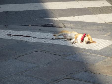 Dead or very tired? - Free Stock Photo