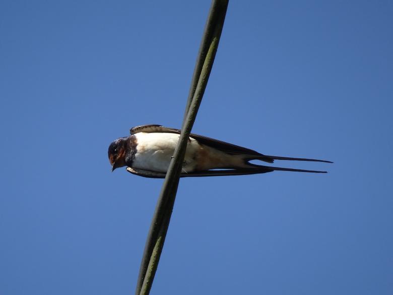 Free stock image of One swallow doesn't make a summer! created by GAIMARD Jacques
