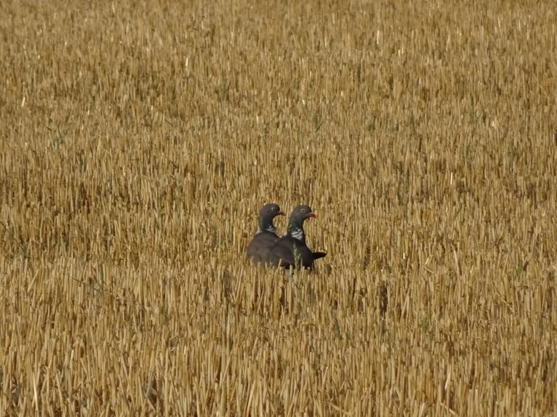 Free stock image of Brothers among the stubble created by GAIMARD Jacques