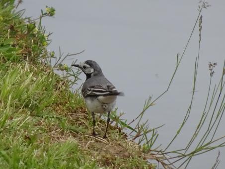 White Wagtail Waterside Wander  - Free Stock Photo