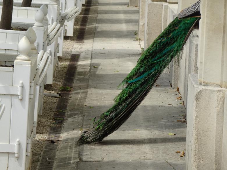Free stock image of Too long a tail to fit! created by GAIMARD Jacques