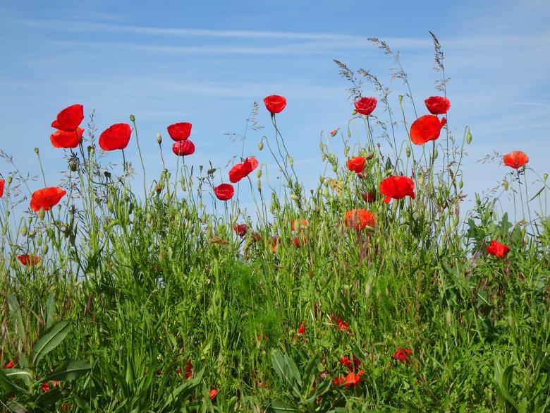 Free stock image of Red poppies in the sky created by GAIMARD Jacques