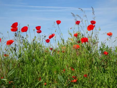 Free Stock Photo of Red poppies in the sky