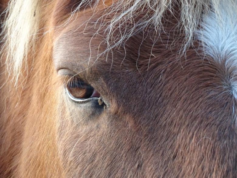 Free stock image of I keep an eye on you!! created by GAIMARD Jacques