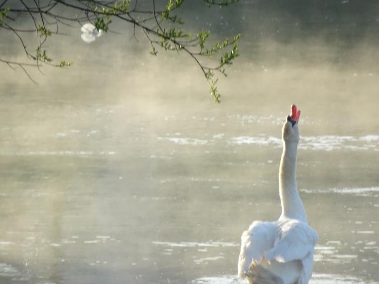 Free stock image of The singing swan created by GAIMARD Jacques