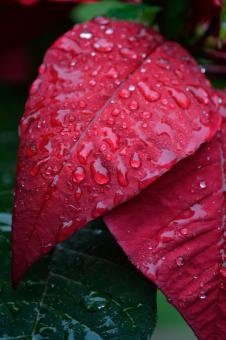 Red Leaves with Rain Drops - Free Stock Photo