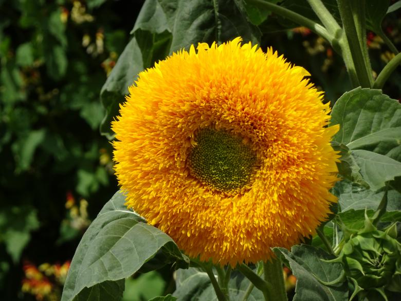 Free stock image of Double-flower sunflower created by GAIMARD Jacques