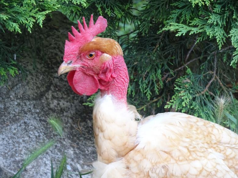 Free stock image of Red-neck!! created by GAIMARD Jacques