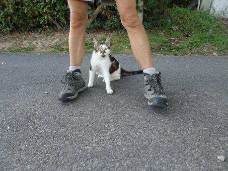 What wouldn't I do for my Purina Fancy Feast - Free Stock Photo