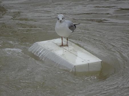 Wet and Sea - Free Stock Photo