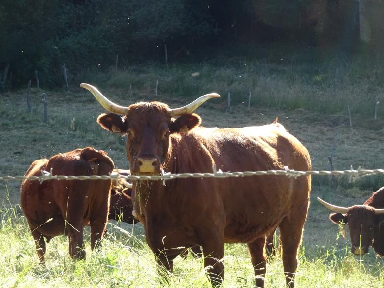 Free stock image of Longhorn Cow created by GAIMARD Jacques