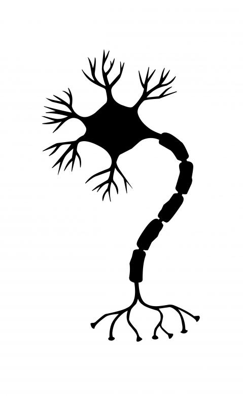 Free stock image of Nerve Cell Silhouette created by mohamed hassan