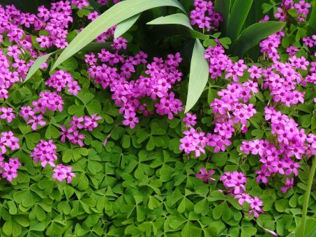 Exotic clover blossoming - Free Stock Photo