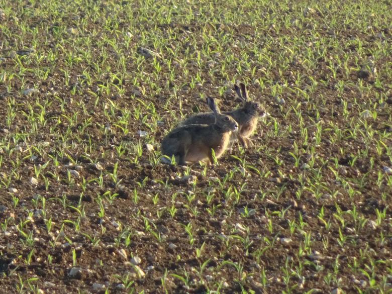 Free stock image of Nowhere to hide! I'm afraid we'll end up as a hare stew... created by GAIMARD Jacques