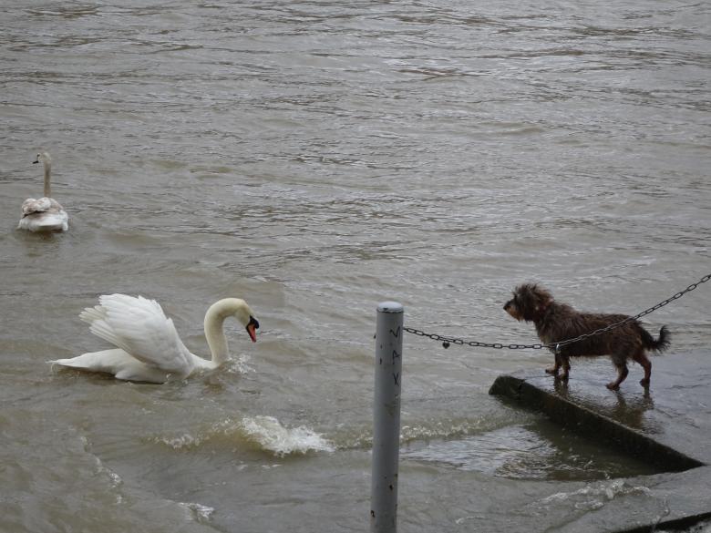 Free stock image of I HATE dogs!!! I HATE swans!!! created by GAIMARD Jacques