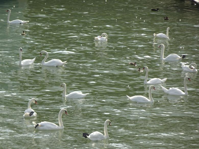 Free stock image of Swan lake created by GAIMARD Jacques