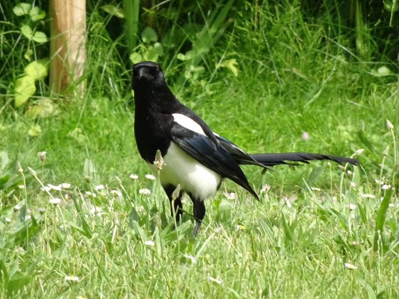 Free stock image of Magpie! Not apple pie you dummy!! created by GAIMARD Jacques