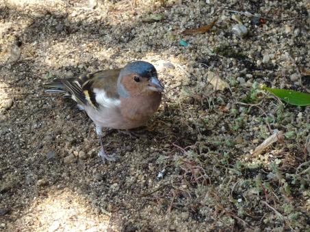 Finch begging for food in outdoor restaurant - Free Stock Photo