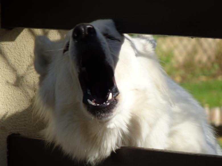 Free stock image of Open wider and say: aaaaaaaaaaah! created by GAIMARD Jacques