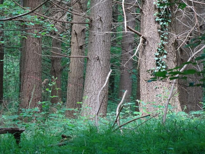 Free stock image of Pine trees trunks in a Forest created by GAIMARD Jacques