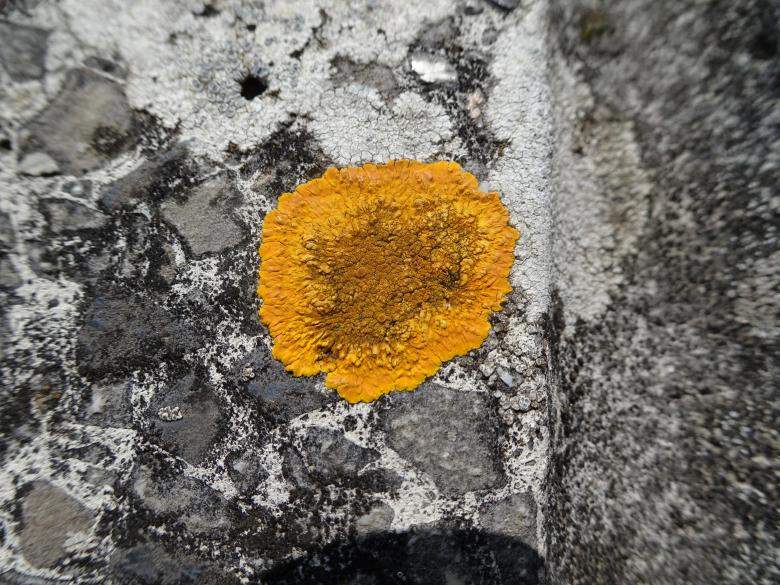 Free stock image of Rust-colored lichen on a granite rock created by GAIMARD Jacques